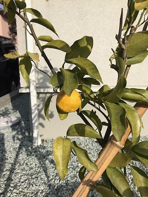 一才柚子を植えました